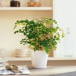 新房子装修后如何除甲醛 