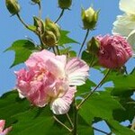 芙蓉花怎么养 