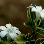 六月雪的养殖方法介绍