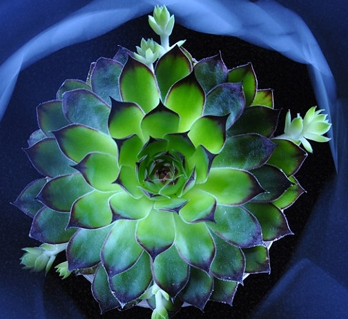 观音莲的养殖方法有哪些