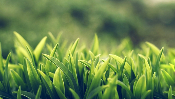 伊恋抹茶绿系列 给你夏日清新一抹绿