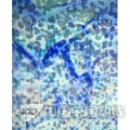 斑点玻璃 LX9541-6M