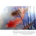 彩绘玻璃-1 彩绘玻璃-1