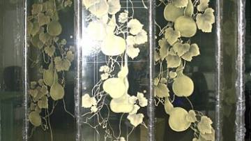 益友鸣艺术玻璃产品推荐-艺术屏风-MSC12010-YAL
