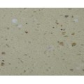 AM283 粟米 Millet Nut