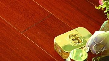 圆盘豆1号本色