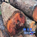 供应桃花芯原木 家具料 菜板料特力发品牌桃花心