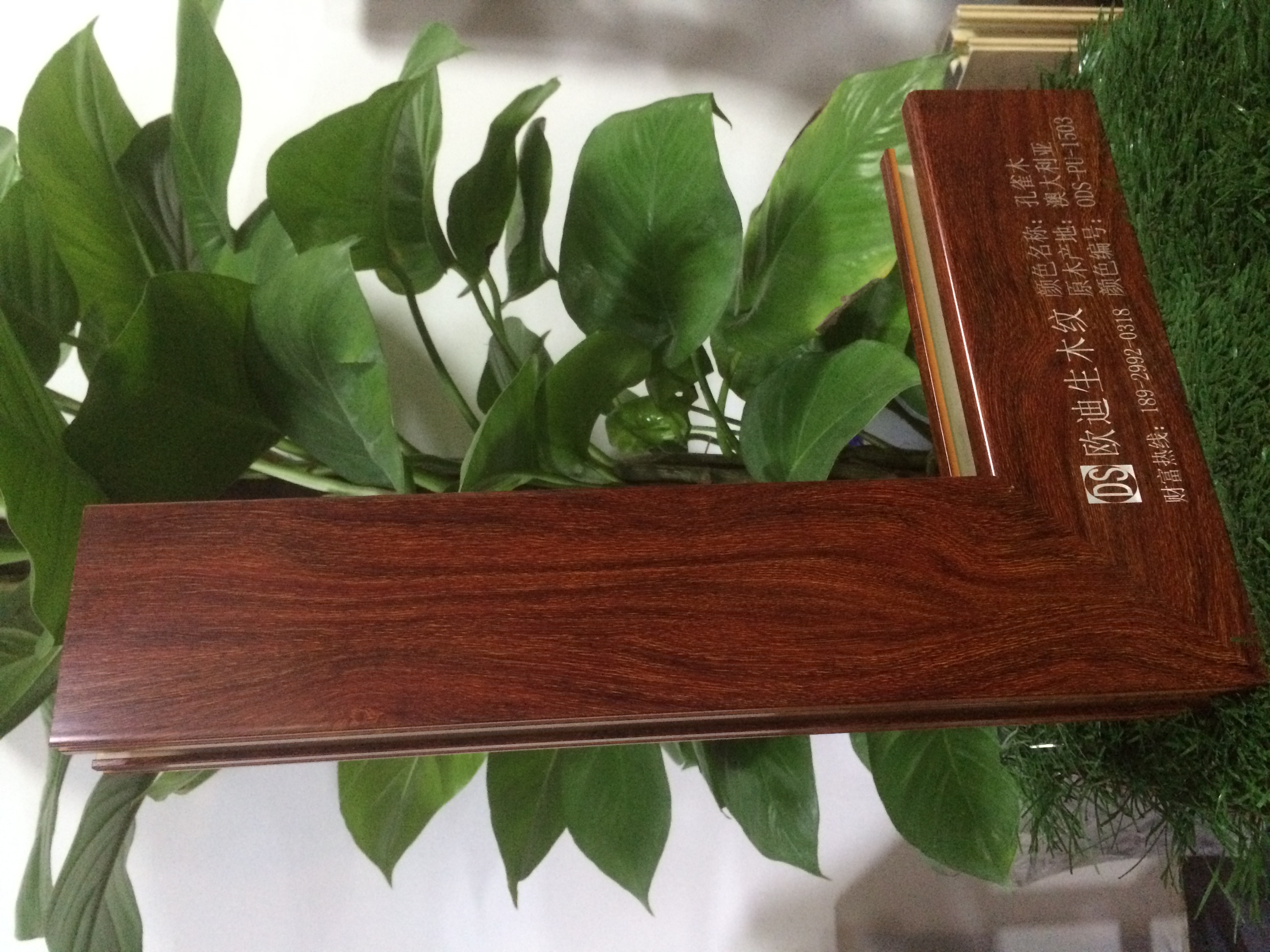 欧迪生木纹孔雀木