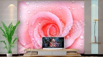 露珠玫瑰花