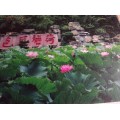 石头纸专用发泡墨