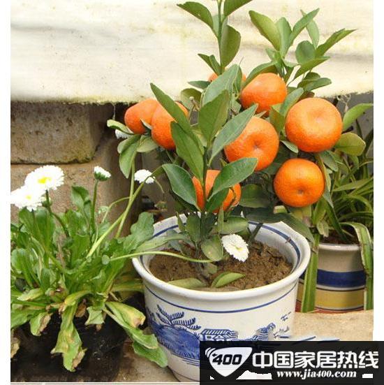 “活”清洁能源 秋冬室内植物