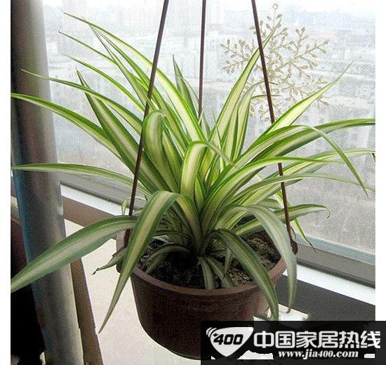 “活”清洁能源 秋冬室内植物
