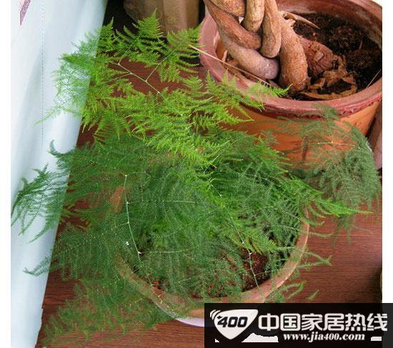“活”清洁能源 秋冬室内植物