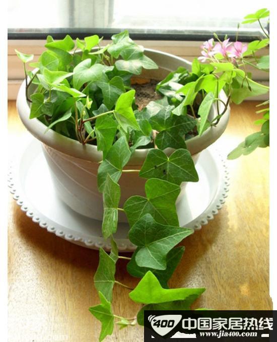 “活”清洁能源 秋冬室内植物