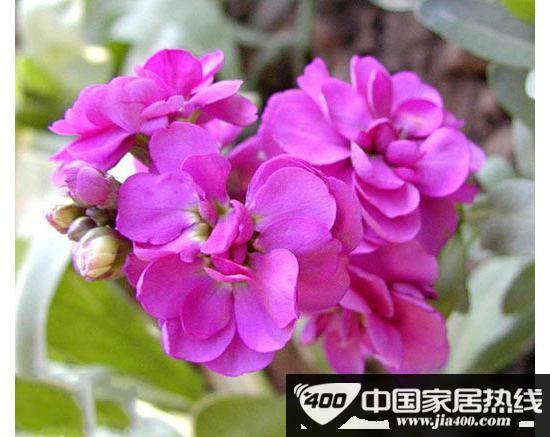 “活”清洁能源 秋冬室内植物