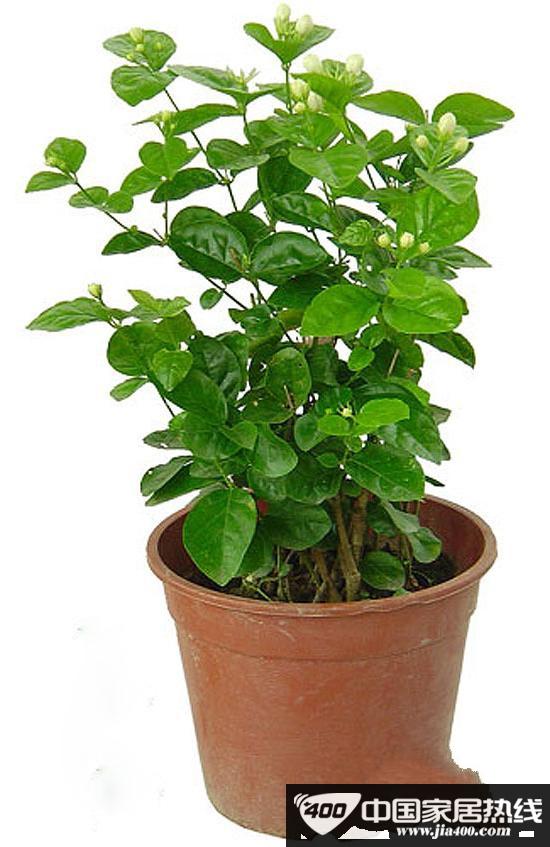 “活”清洁能源 秋冬室内植物