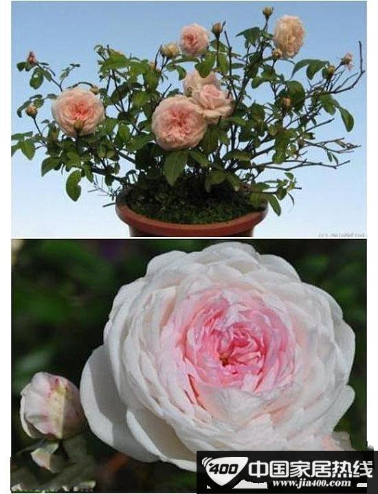 “活”清洁能源 秋冬室内植物