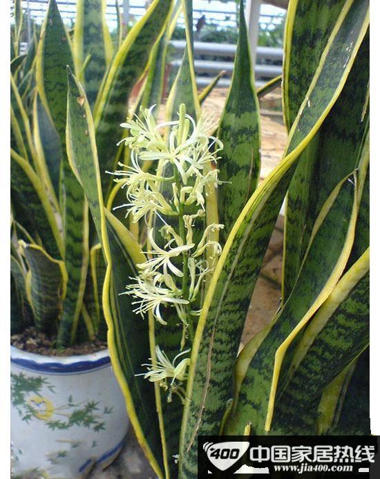 “活”清洁能源 秋冬室内植物