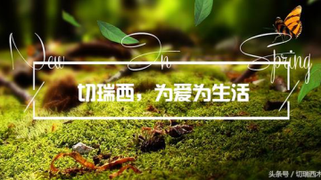 为什么木蜡油能还原木质家具的天然纹理？