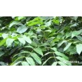 析木|桃花芯木这种木材你认识吗？