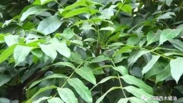 析木|桃花芯木这种木材你认识吗？