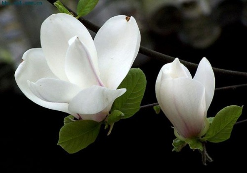 玉兰花什么时候开 