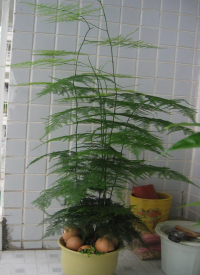 文竹的作用有哪些 文竹作用介绍