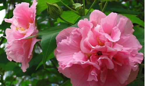 芙蓉花怎么养 芙蓉花怎么养