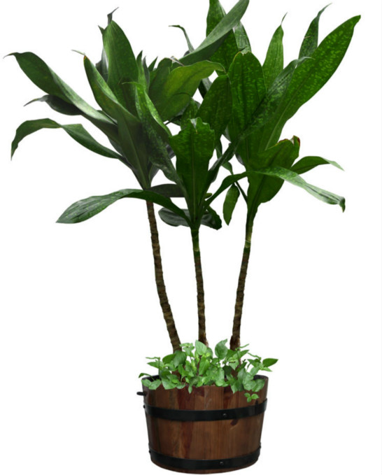 盆栽植物分类介绍