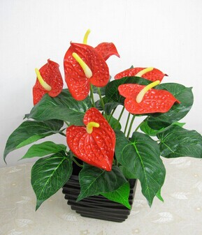 火鹤花怎么养