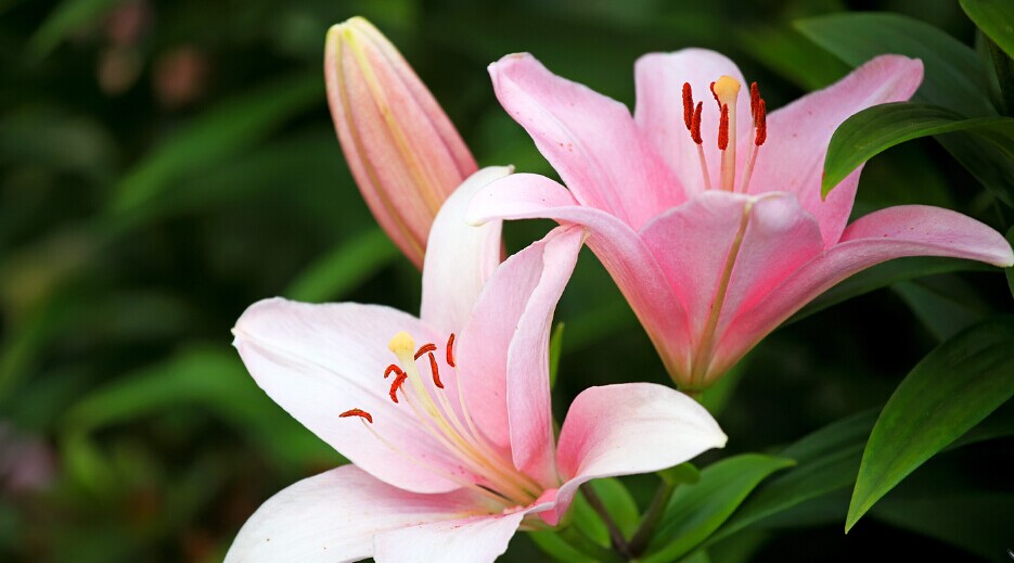 香水百合怎么养