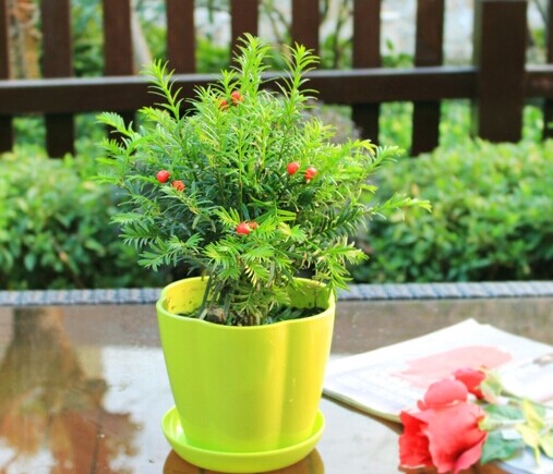 红豆杉盆景价格怎么样