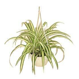 室内除甲醛植物有哪些