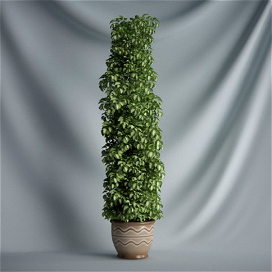 盆栽植物的栽培与繁殖方法