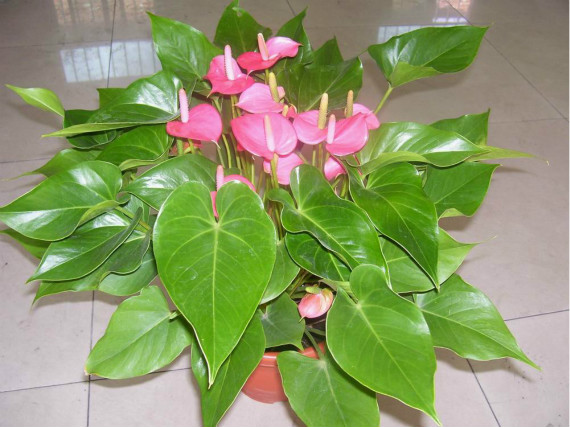 家居植物需要注意风水禁忌 家居植物需要注意风水禁忌