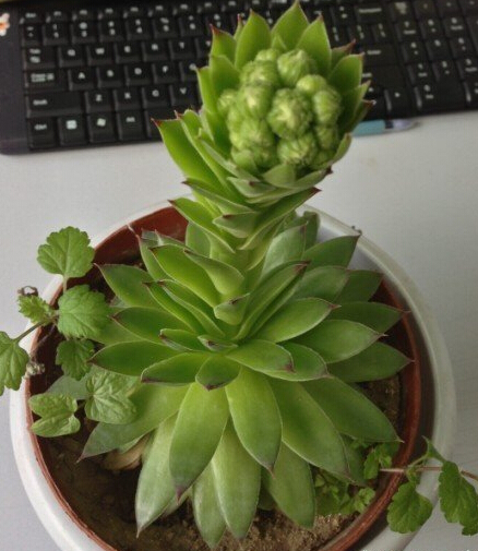 观音莲怎么养 开花吗