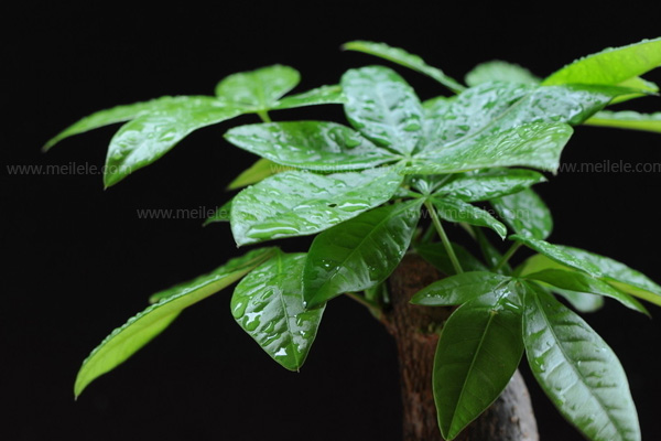 常见家居风水植物介绍