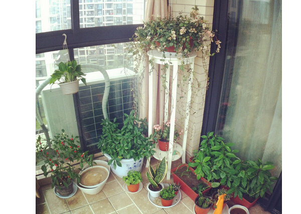 阳台花架效果图