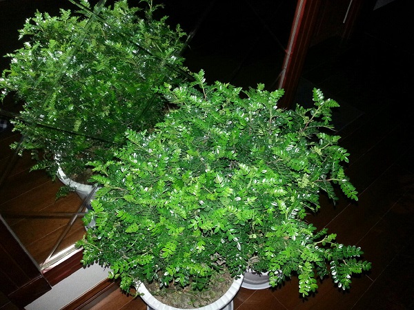清香木的养殖注意事项