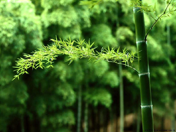 楠竹家具好吗
