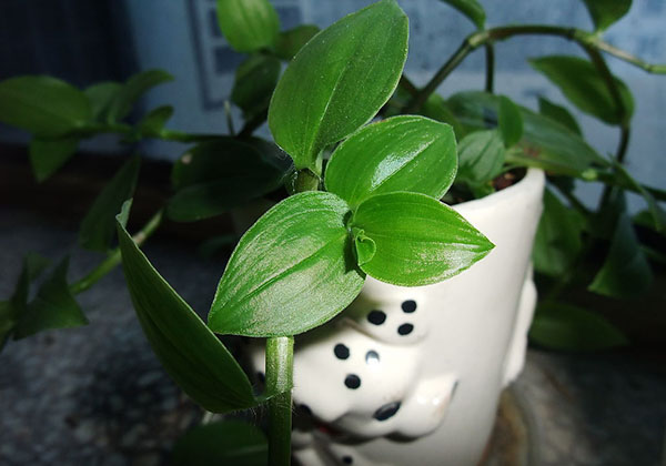 室内净化空气植物有哪些