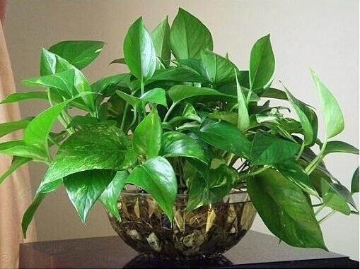 适合家居的室内花卉有哪些