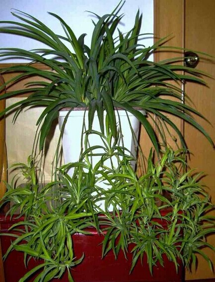 家居植物风水有哪些讲究