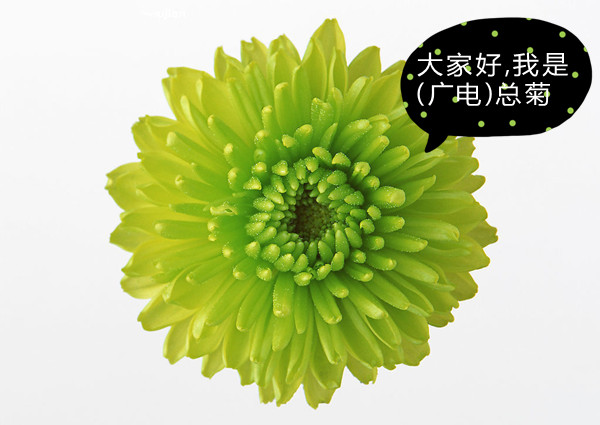 神秘人惊现慧亚2015年会,是惊喜还是惊吓? 神秘人惊现慧亚2015年会,是惊喜还是惊吓?
