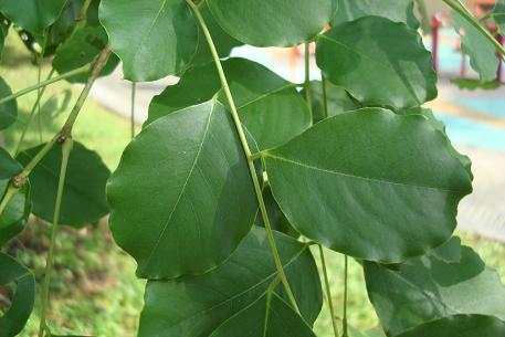 阔叶黄檀的植物学特性是什么