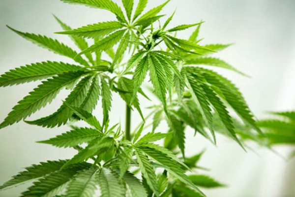 汉麻墙布神秘面纱层层  汉麻软装带你一探究竟