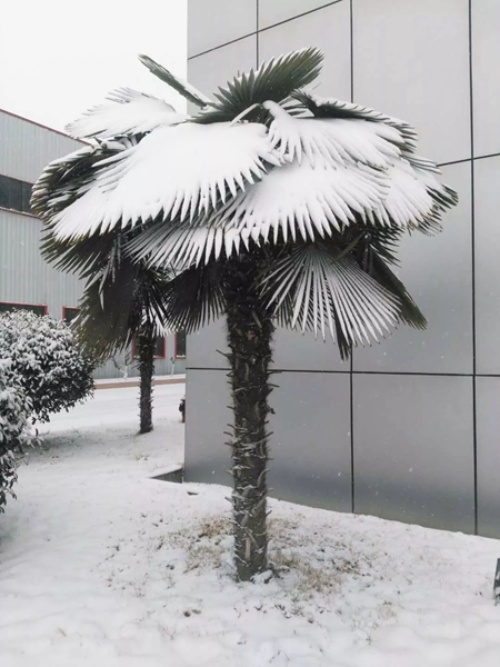 瑞雪兆丰年，伟业万象新，邀你回归童趣