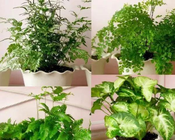 伊凡衣柜教你怎样给衣柜去甲醛！