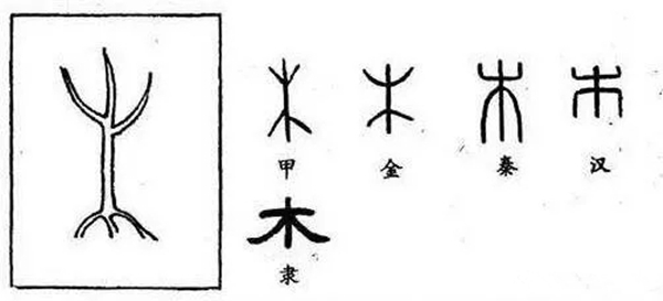 追本溯源,悟治木之道 追本溯源,悟治木之道