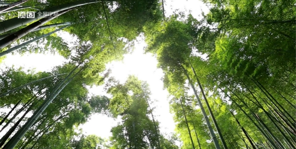 定制家居行业首获FSC认证 顶固开启“生态经营”战略